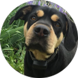 Profile photo of Lori Wiltrout