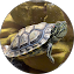 Profile photo of Fiddle M
