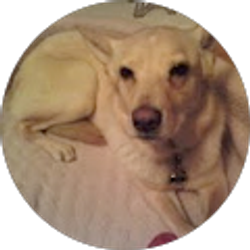 Profile photo of L P