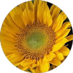 Profile photo of Liz Pristouris