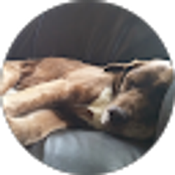 Profile photo of Just Sparky