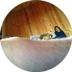 Profile photo of Ron Klemin