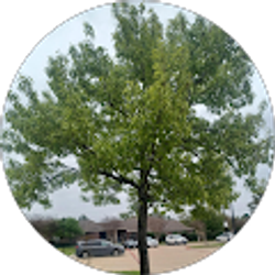 Profile photo of Saul Zetino