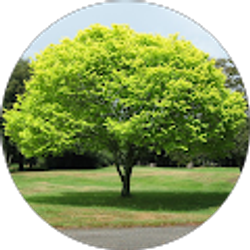 Profile photo of C Netwall