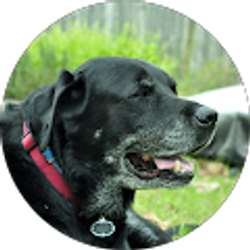 Profile photo of Tom Aggeles