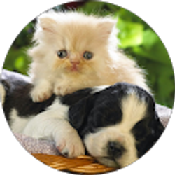 Profile photo of jose guevara