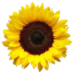 Profile photo of Amy Liotta