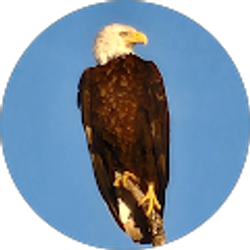 Profile photo of Greg Morris