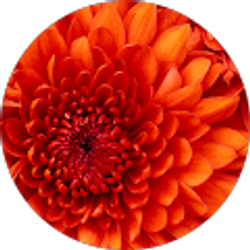 Profile photo of Crystal Pape