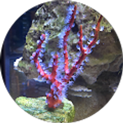Profile photo of KC nano