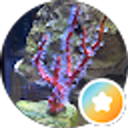 Profile photo of KC nano