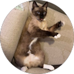 Profile photo of Haoming Shi