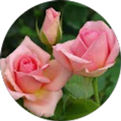 Profile photo of Marie Sainton