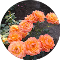 Profile photo of M Johnson