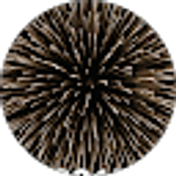 Profile photo of Lolibai Nau