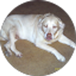 Profile photo of Darrell Whitlock
