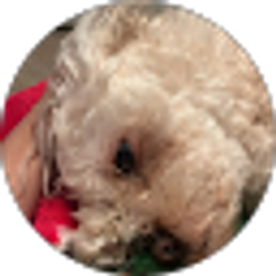 Profile photo of Angel Vargas