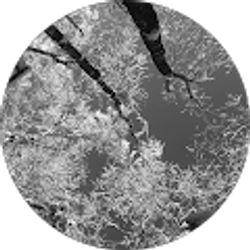 Profile photo of Maurine Cheek