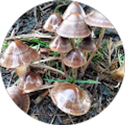 Profile photo of Hoy Sinnombre