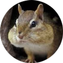 Profile photo of gabriel “Gab” nguyen