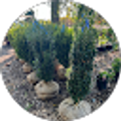 Profile photo of Beekman Nursery