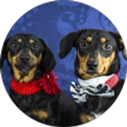 Profile photo of Teri Shapiro