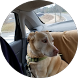 Profile photo of Sandy Collier