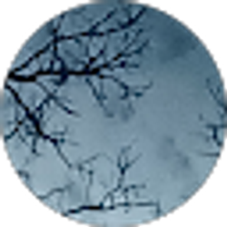 Profile photo of GiLi US