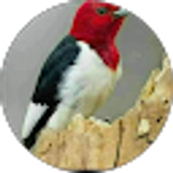 Profile photo of Abdulla Alhubishi