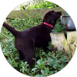 Profile photo of Stacey Brown