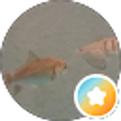 Profile photo of fish girl 101