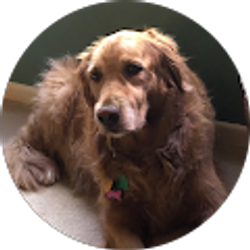 Profile photo of violet cobarruvias