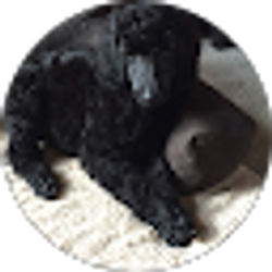 Profile photo of Alicia McDonald