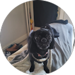 Profile photo of merv schwartz