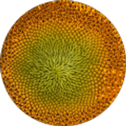 Profile photo of Patti Sweeden