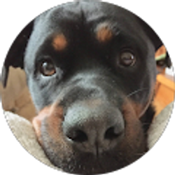 Profile photo of Mrs. Chirkis