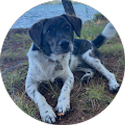 Profile photo of Ilse Thompson