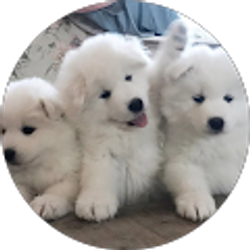 Profile photo of Roro D