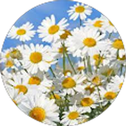 Profile photo of Shannon Brewer