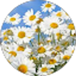 Profile photo of Shannon Brewer