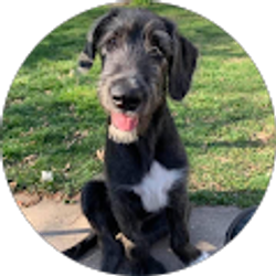 Profile photo of Dennis Carbocci