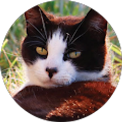 Profile photo of Brendan (Honey)