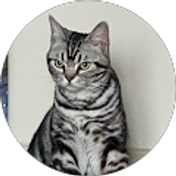 Profile photo of Almurat Ajim