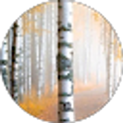 Profile photo of Vicki