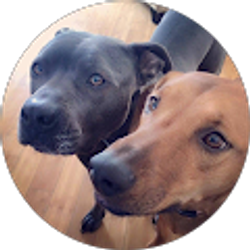 Profile photo of Ashley Gulla