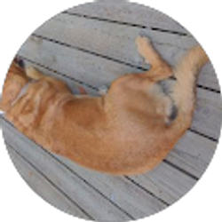 Profile photo of Kristin Fox