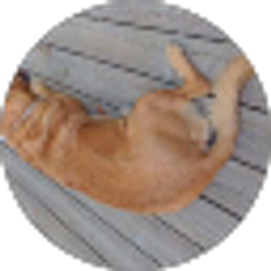 Profile photo of Kristin Fox