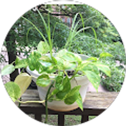 Profile photo of Shayla Avent