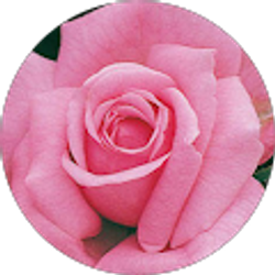 Profile photo of Ellen Ernstberger