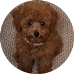 Profile photo of Ron C